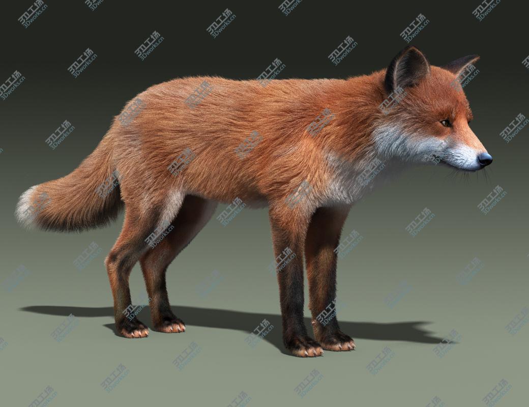images/goods_img/2021040232/Red Fox(FUR)/3.jpg